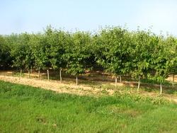 Cornus (Rutban) Constellation — photo 1