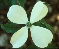 Cornus (Rutban) Constellation — photo 2