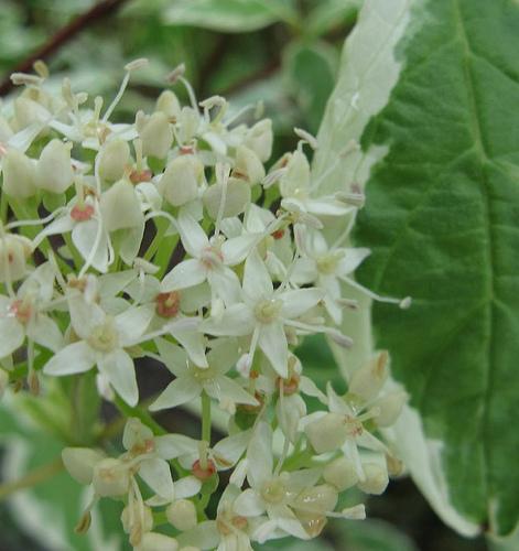 Cornus Alba Elegentissma — photo 1