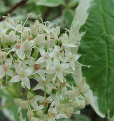 Cornus Alba Elegentissma — photo 1