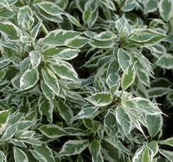 Cornus alba 'Ivory Halo' — photo 1