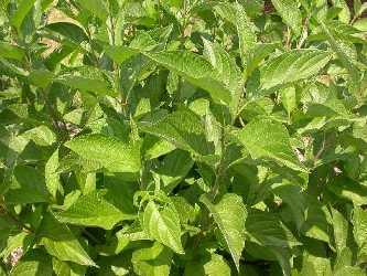 Cornus alba Siberica — photo 1
