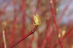 Cornus alba Siberica — photo 2