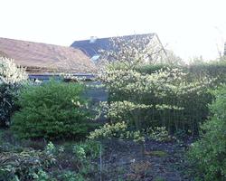 Cornus alternifolia — photo 1