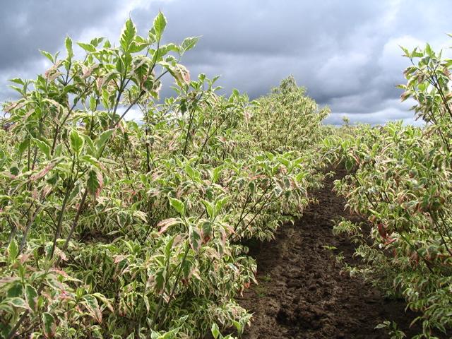 Cornus florida 'Cherokee Daybreak' — photo 1