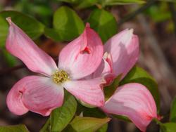 Cornus florida 'Cherokee Chief' — photo 1