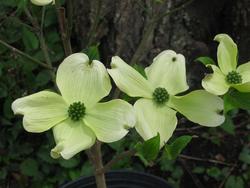 Cornus florida 'Cherokee Princess' — photo 2