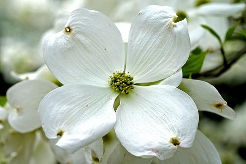 Cornus florida 'Cloud 9' — photo 1