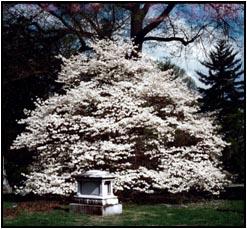 Cornus florida 'Spring Grove' — photo 1