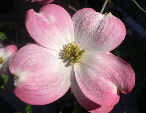 Cornus florida var. 'Rubra' — photo 1