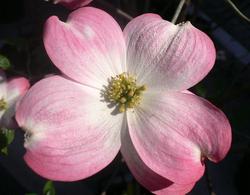 Cornus florida var. 'Rubra' — photo 1
