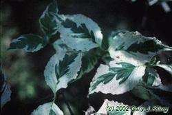 Cornus florida Welchii — photo 1