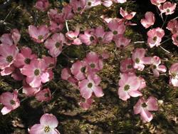Cornus florida Welchii — photo 2