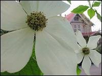 Cornus florida x nuttallii — photo 1