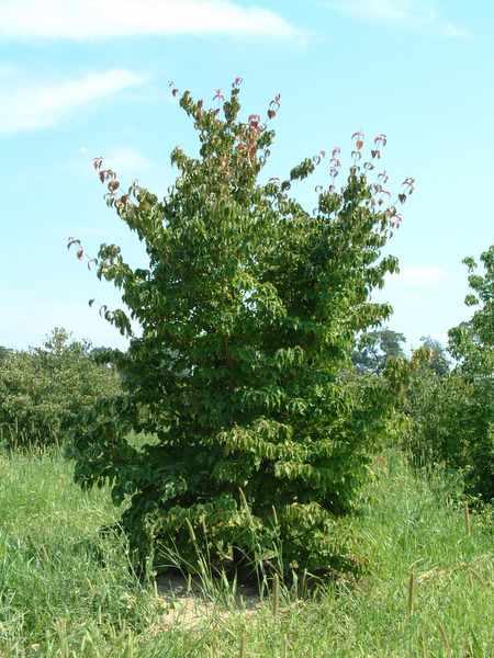 Cornus kousa — photo 1