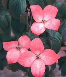 Cornus kousa 'Heart Throb' — photo 1