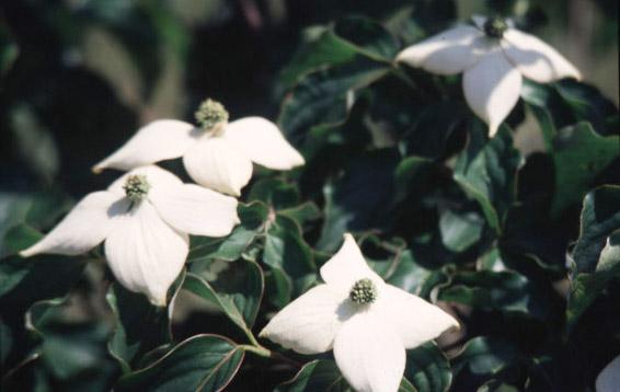 Cornus Kousa National — photo 1