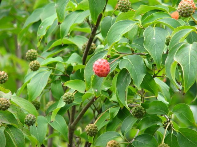 Cornus kousa var. chinensis — photo 1