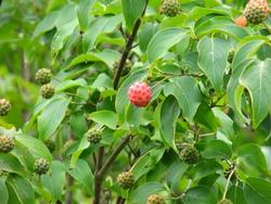 Cornus kousa var. chinensis — photo 1