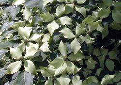 Cornus kousa var. chinensis 'Milky Way' — photo 1