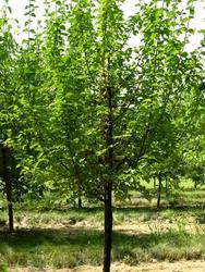 Cornus mas — photo 1