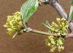 Cornus mas Golden Glory — photo 1