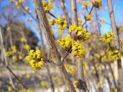 Cornus mas Golden Glory — photo 2