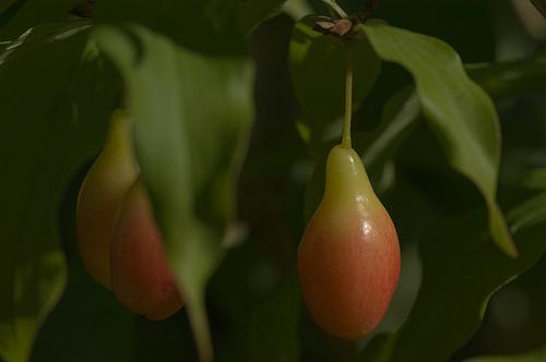 Cornus Mas Pioneer — photo 1