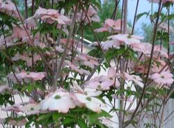 Cornus 'Rutgan' or 'Stellar Pink' — photo 2