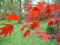 Acer palmatum 'Azuma Murasaki' — photo 1