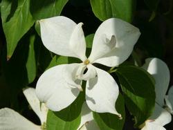 Cornus Ruth Ellen — photo 1