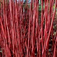 Cornus sanguinea Flaviramea — photo 1
