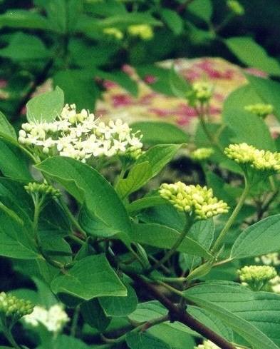 Cornus sericea Allenmans — photo 1