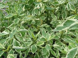 Cornus sericea Silver and Gold — photo 1