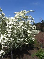 Cornus x Eddies White Wonder — photo 1