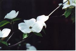 Cornus x Eddies White Wonder — photo 2