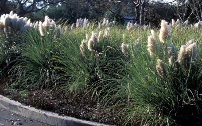 Cortaderia selloana 'Pumila' — photo 1