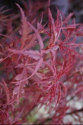 Acer palmatum 'Beni Komachi' — photo 1