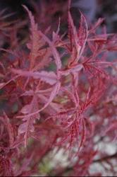Acer palmatum 'Beni Komachi' — photo 1