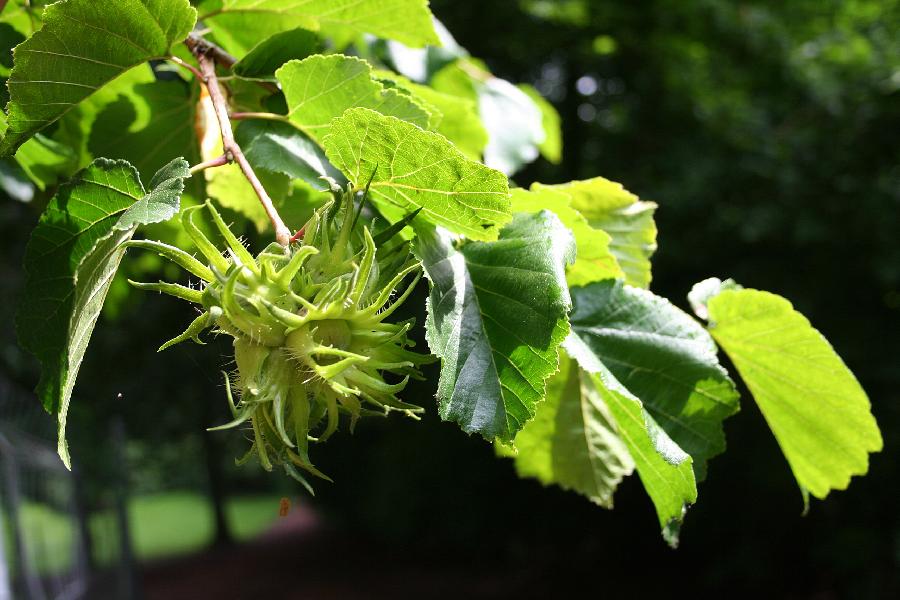 Corylus colurna — photo 1