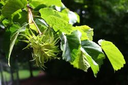 Corylus colurna — photo 1