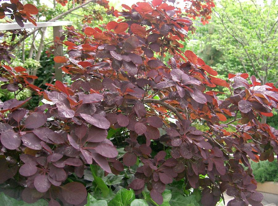 Cotinus coggygria 'Royal Purple' — photo 1