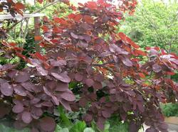 Cotinus coggygria 'Royal Purple' — photo 1