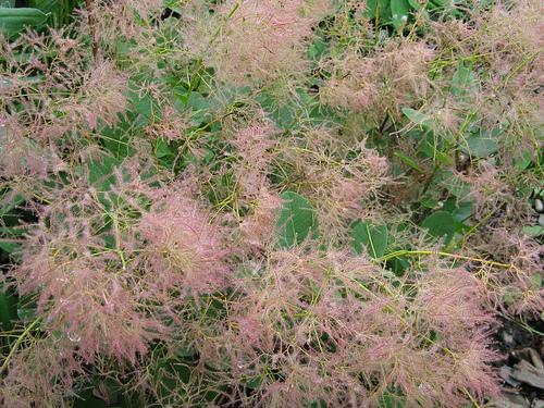 Cotinus coggygria 'Young Lady' — photo 1
