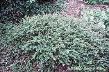 Cotoneaster adpressus 'Little Gem' — photo 1