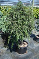 Cotoneaster adpressus Praecox — photo 1