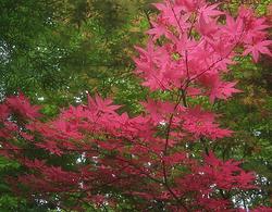 Acer palmatum 'Beni Komachi' — photo 2