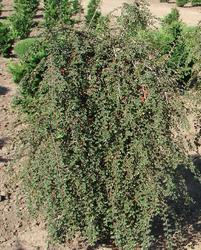 Cotoneaster adpressus 'Tom Thumb' — photo 1