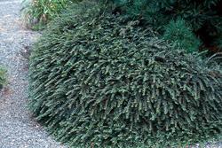 Cotoneaster adpressus 'Tom Thumb' — photo 2