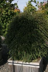 Cotoneaster adpressus 'Tom Thumb' — photo 3